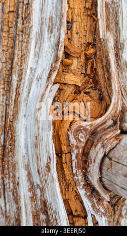 Detailed close up showcases weathered tree trunk, highlighting rough textures and organic patterns. Warm brown hues contrast with cool silver tones un Stock Photo