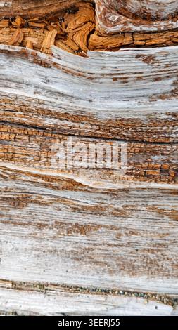 Detailed shot of aged and weathered wood showing rich texture. Features shades of brown, tan, and white. Spot lighting accentuates wood grain patterns Stock Photo