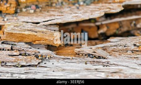 Shot highlights weathered wood fragments and fine pebbles. Focuses on surface textures, neutral tones, showcasing materials. Good for backgrounds and Stock Photo