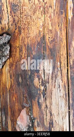 Close up on aged tree trunk featuring textures from bark, wood grain, and weathered damage. Warm light showcases brown, orange, and black tones. Poten Stock Photo