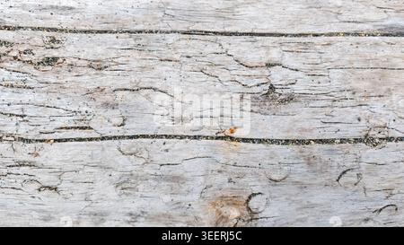 Detailed close-up shows aged wood. Grainy texture, with visible cracks, interspersed with small pebbles. Muted color palette creates neutral backgroun Stock Photo