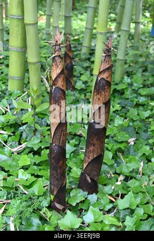 Bamboo Shoots or Culms of Incense Bamboo, Phyllostachys atrovaginata & Ivy-Covered Bamboo Forest Floor or Bamboo Grove Stock Photo