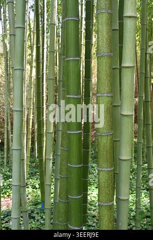 Bamboo Grove, Bamboo Forest or Bamboo Garden of Incense Bamboo, Phyllostachys atrovaginata Stock Photo