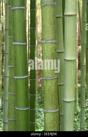 Bamboo Grove, Bamboo Forest or Bamboo Garden of Incense Bamboo, Phyllostachys atrovaginata Stock Photo