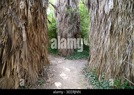 Stem Coats, Trunk Coats or Coating of Dead & Dry Palm Leaves of Caranday Palm Trees, Trithrinax campestris, native to Savannas of Uruguay & Argentina Stock Photo