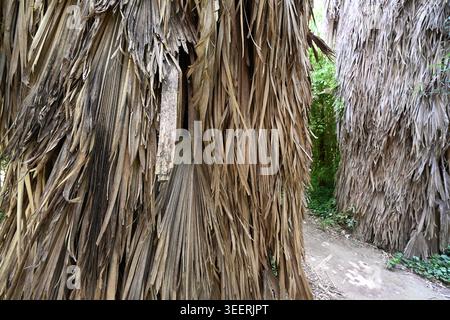 Stem Coats, Trunk Coats or Coating of Dead & Dry Palm Leaves of Caranday Palm Trees, Trithrinax campestris, native to Savannas of Uruguay & Argentina Stock Photo