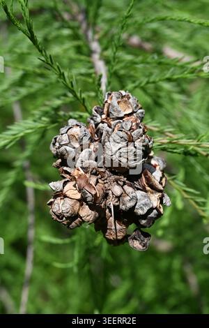Cone Cluster, Cones or Seed Pods of Baldcypress, Taxodium distichum, aka Bald-Cypress, Bald Cypress, White Cypress or Swamp Cypress Stock Photo