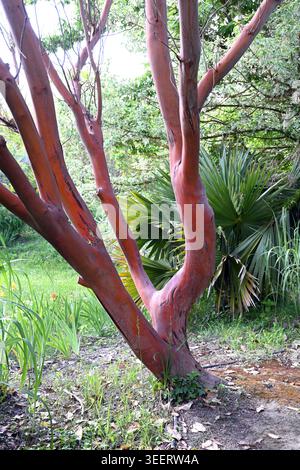 Twisted & Contorted Red Trunk, Bark and Branches of Arbutus andrachne, the Greek Strawberry Tree or Eastern Strawberry Tree Stock Photo