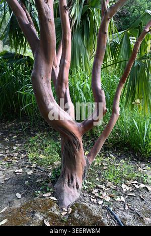 Twisted & Contorted Red Trunk, Bark and Branches of Arbutus andrachne, the Greek Strawberry Tree or Eastern Strawberry Tree Stock Photo