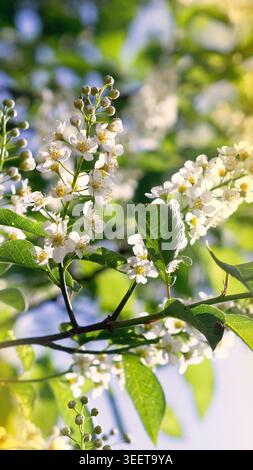 Blooming bird cherry tree branches with white flowers in spring 2 Stock Photo