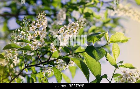 Blooming bird cherry tree branches with white flowers in spring Stock Photo