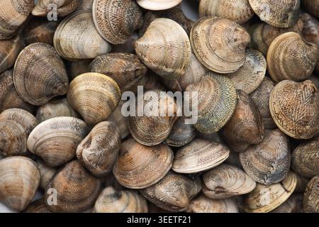 A captivating close-up focusing on the intricate patterns and textures of clam shells, creating an abstract composition. Perfect for background or acc Stock Photo