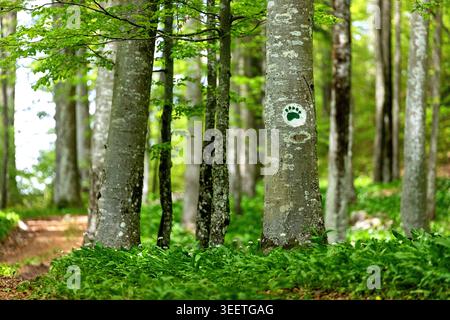A breathtaking view of a dense ancient forest along the Roska trail in Kocevski Rog, featuring a spectacular carpet of blooming wild garlic. Stock Photo