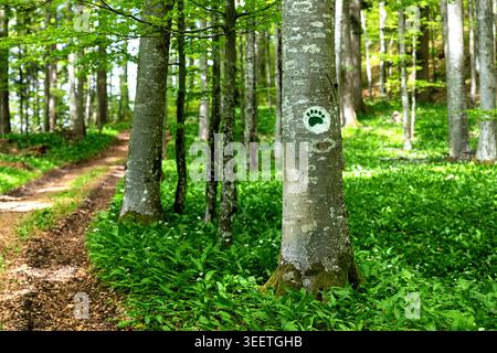 A breathtaking view of a dense ancient forest along the Roska trail in Kocevski Rog, featuring a spectacular carpet of blooming wild garlic. Stock Photo