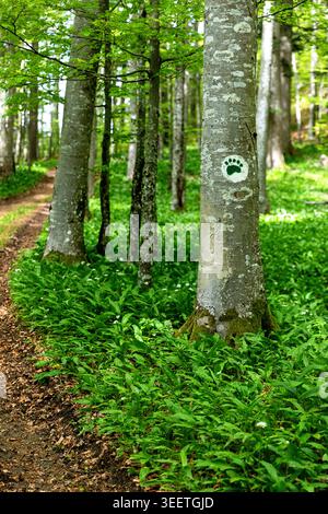 A breathtaking view of a dense ancient forest along the Roska trail in Kocevski Rog, featuring a spectacular carpet of blooming wild garlic. Stock Photo