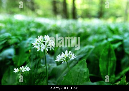 A breathtaking view of a dense ancient forest along the Roska trail in Kocevski Rog, featuring a spectacular carpet of blooming wild garlic. Stock Photo