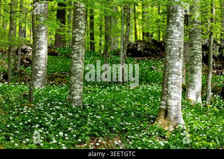 A breathtaking view of a dense ancient forest along the Roska trail in Kocevski Rog, featuring a spectacular carpet of blooming wild garlic. Stock Photo