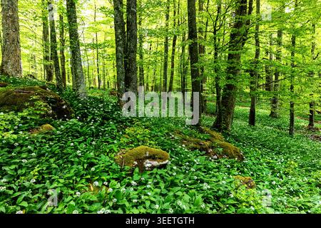 A breathtaking view of a dense ancient forest along the Roska trail in Kocevski Rog, featuring a spectacular carpet of blooming wild garlic. Stock Photo