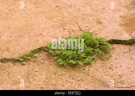 green weeds and moss growing through horizontal crack in reddish pink concrete floor, outdoor weathered surface, side view with copy space Stock Photo