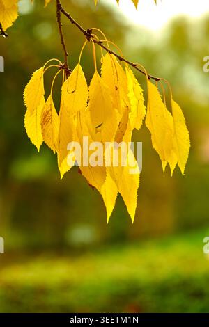 Tree, branches and dry leaves with fall in woods, closeup and season change with yellow foliage. Outdoor, autumn and ecosystem with texture for Stock Photo