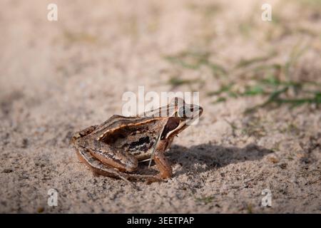 Moor Frog Resting on Sandy Ground Stock Photo
