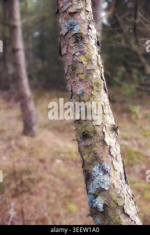 Tree, forest and moss with mold in nature for seasonal change, moisture or humidity in wilderness. Empty, bark and fungus with natural growth of Stock Photo