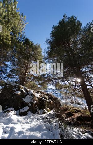 Sun streaming through tall pines onto fresh snow on a winter slope in the Sierra Nevada near Granada, Andalusia, Spain. Stock Photo