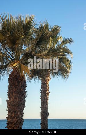 Two tall Mediterranean fan palms silhouetted against a clear blue sky above the calm sea, Rincon de la Victoria, Spain. Stock Photo