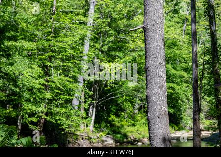 Rugged tree trunk stands tall, textured bark clear. Sunlight filters through dense, vibrant green canopy. Shallow stream flows gently, rocks visible b Stock Photo
