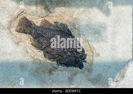 Fossilized Fish Imprint On Limestone Slab, Resting Within Weathered Shale, Preserved Scale Patterns And Fin Rays Visible, Muted Earthy Tones, Soft Stock Photo