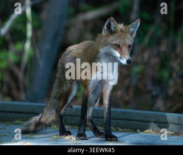 Mama fox watching over her kits at Bombay Hook National Wildlife Refuge in Delaware USA Stock Photo