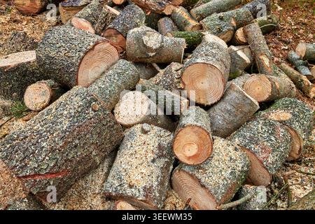Tree, harvest and chopped wood in forest for deforestation, outdoor destruction and collection. Woodland, natural resources or timber forestry from Stock Photo