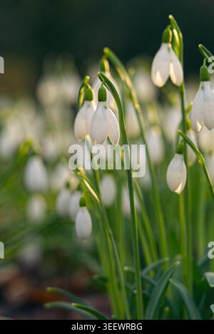 Backlit Snowdrops in Soft Spring Morning Light Stock Photo