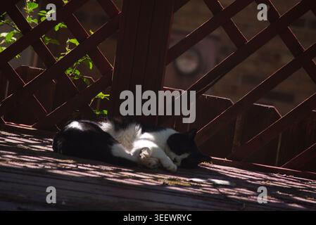 Black and white cat peacefully sleeping on a sunny porch during the day, capturing a calm and cozy outdoor moment. Stock Photo
