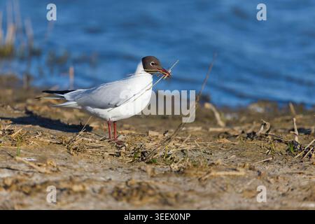Black-headed gull Chroicocephalus ridibundus, summer plumage adult with nest material in beak, Suffolk, England, April Stock Photo