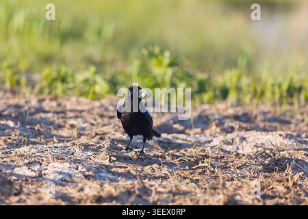 Carrion crow Corvus corone, adult standing on ground with egg in beak, Suffolk, England, April Stock Photo