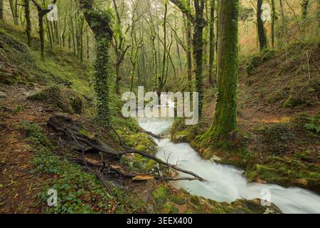 A small stream flows through a green forest between mossy rocks and trees. Stock Photo