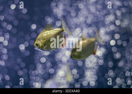 Underwater aquarium scene featuring two silver-black fish with orange fin accents swimming, soft bubble focus, close perspective, artificial lighting, Stock Photo