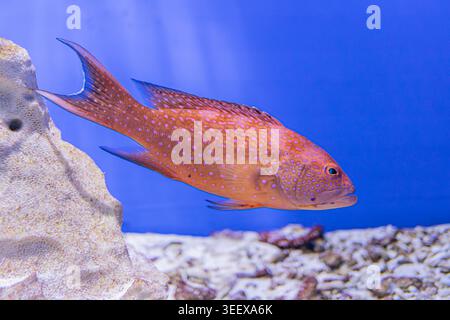 Underwater scene featuring a vibrant coral reef with large black-spotted fish swimming, orange and pink hues, top-down perspective. Stock Photo