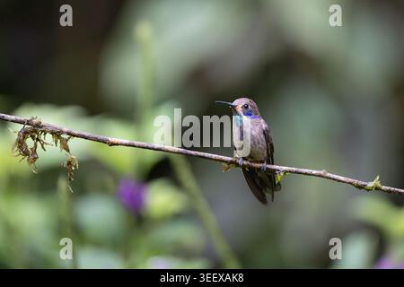 Brown Violetear hummingbird perched on thin branch in the cloud forest of Sumaco, Ecuador. Stock Photo