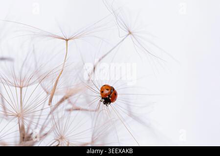 Ladybug on fluffy Dandelion on white background Stock Photo