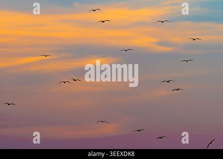 Atmospheric landscape capturing the silhouettes of flamingos flying across a colorful sunset sky filled with soft orange, pink, and purple tones. The Stock Photo