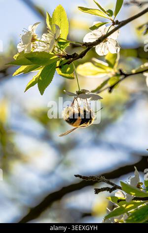 Bumblebee (Bombus sp.) hanging from a white blossom on a spring tree branch, UK. Close-up of pollinating insect on cherry or plum flowers with green l Stock Photo