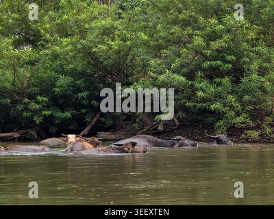 Group of water buffalo resting calmly in shallow muddy river water near lush green forest foliage on riverbank experiencing relaxing natural environme Stock Photo