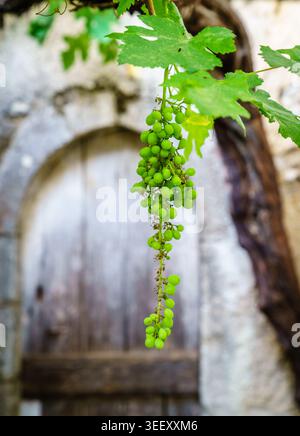 Close-up image of a cluster of young green grapes in a small Cretan village Stock Photo