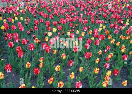 A vast and colorful bed of red-and-white variegated tulips mixed with yellow-and-red blossoms grows in dense rows Stock Photo
