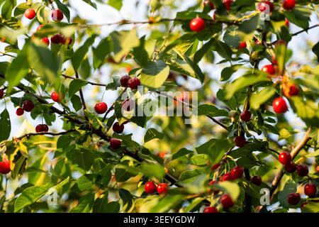 Ripe red cherries hanging from leafy branches on a cherry tree, growing organically and ready for summer harvest in a garden Stock Photo