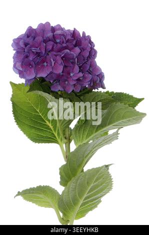 Lacecap Hydrangea (macrophylla normalis) isolated on white background Stock Photo