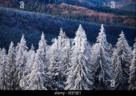 Frosty evergreen trees covering mountain hillside in winter, with dark woodland in background and fresh snow. Suitable for travel, forest, climate, and scenic nature concepts Stock Photo