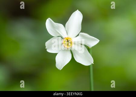 A single white poet daffodil Narcissus poeticus flower with a tiny red rimmed yellow corona stands on a green stem against a soft blurred green forest Stock Photo